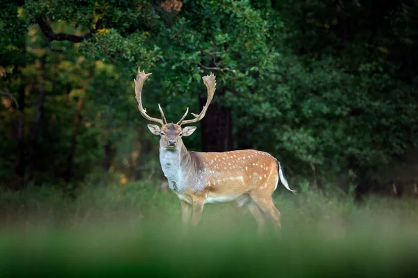 Majestoso Poderoso Adulto Fallow Deer Dama Dama Prado Gramado Verde — Fotografia de Stock