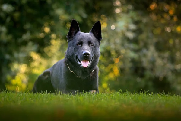 Μαύρο Σκυλί Πράσινο Γρασίδι Γερμανός Βοσκός Σκύλος Κάθεται Στο Πράσινο — Φωτογραφία Αρχείου
