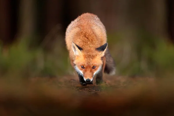 Cena Vida Selvagem Raposa Vermelha Bonito Andando Grama Com Folhas — Fotografia de Stock