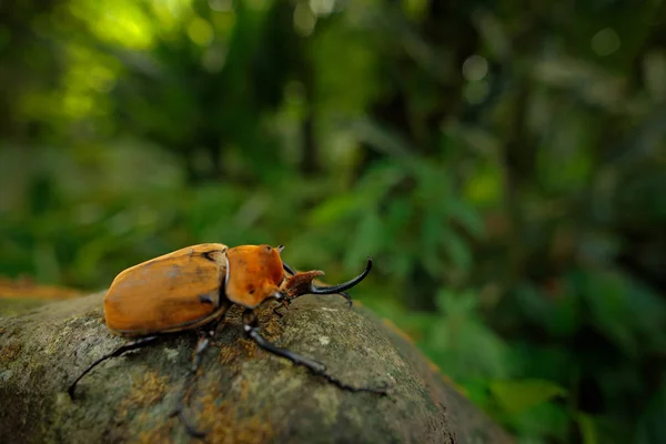 Rhinoceros Elephant Beetle Megasoma Elephas Very Big Insect Rainforest Costa Stock Photo