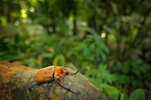 Nashorn Elefantenkäfer Megasoma Elephas Sehr Großes Insekt Aus Dem Regenwald Stockbild