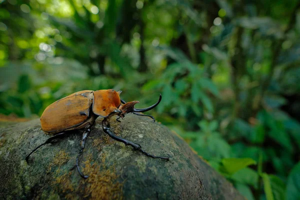 Nashorn Elefantenkäfer Megasoma Elephas Sehr Großes Insekt Aus Dem Regenwald lizenzfreie Stockbilder