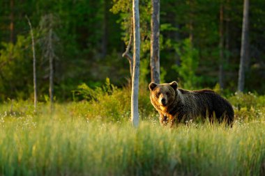 Tehlikeli büyük kahverengi ayı doğa orman ve çayır habitat yürüyüş. Finlandiya'dan vahşi yaşam sahnesi 