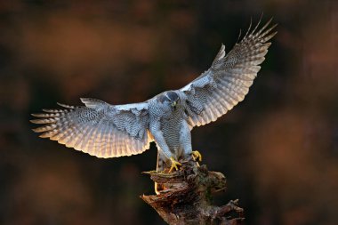 Keçi kuşu açık kanatları ile akşam güneş arka ışık ile turuncu bitki örtüsü ağaç gövde iniş, Almanya
