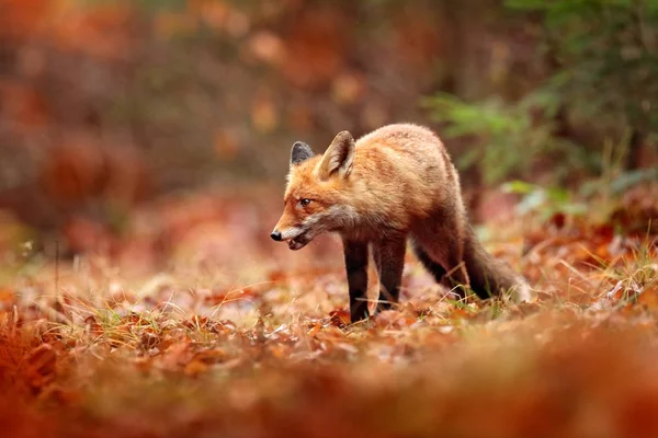 Wildlife Scene Cute Red Fox Walking Grass Autumn Leaves Fall — Stock Photo, Image