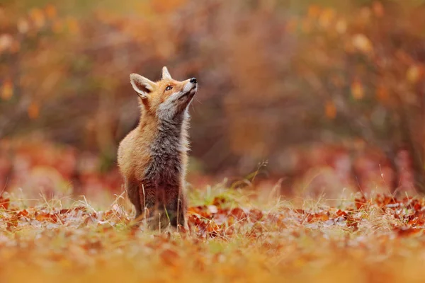 秋の森の紅葉 自然生息環境で草の中を歩くかわいい赤いキツネの野生のシーン — ストック写真