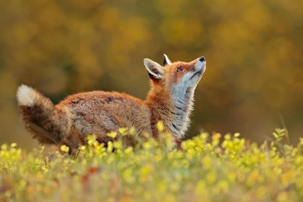 Wildlife Scene Cute Red Fox Floral Glade Forest Natural Habitat — 스톡 사진