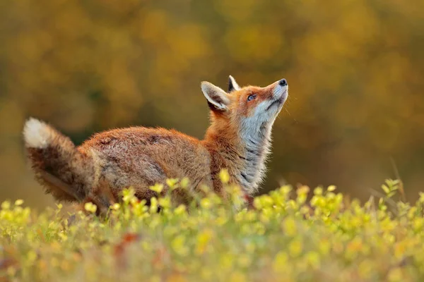 Scène Animalière Renard Roux Mignon Dans Clairière Florale Forêt Milieu — Photo