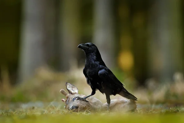 Raven Dead European Roe Deer Carcass Forest Black Bird Head — Stock Photo, Image