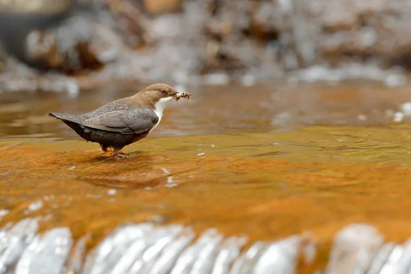White Throated Dipper Cinclus Cinclus Brown Bird White Throat River — Stock Photo, Image
