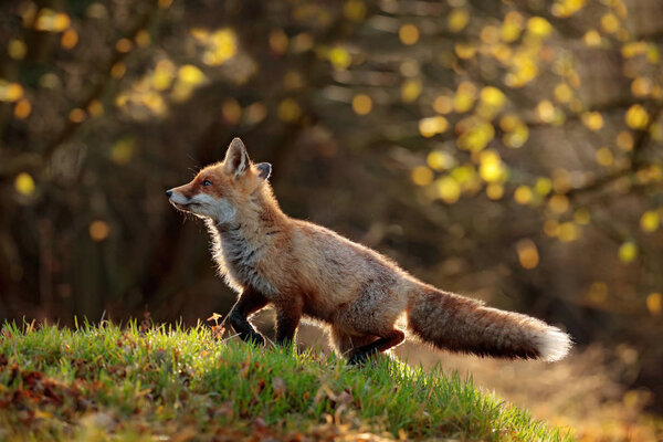Wildlife scene of cute red fox walking in grass with autumn leaves in fall forest, natural habitat environment 