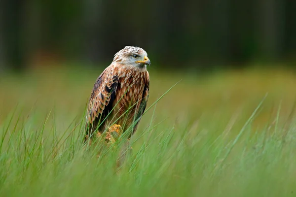 Pássaro Rapina Pipa Vermelha Milvus Milvus Pouso Grama Pântano Verde — Fotografia de Stock