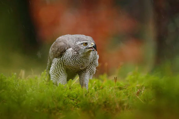 Goshawk Sentado Grama Verde Floresta Comportamento Pássaros Habitat — Fotografia de Stock