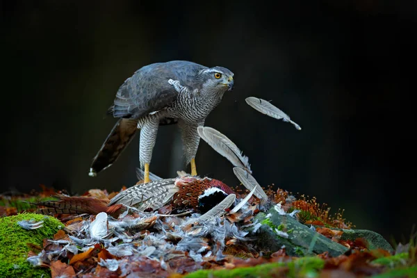 Goshawk Med Dödade Gemensamma Pheasant Mossa Grön Skog Rov Fågel — Stockfoto