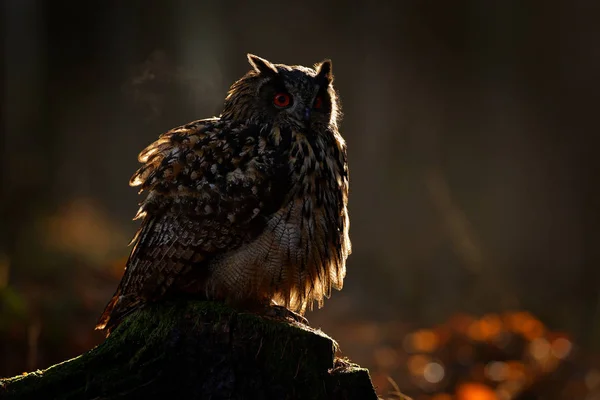 Eurasian Egle Owl Sitting Tree Stump Orange Backlight Forest Sunset — Fotografia de Stock