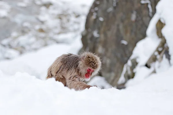 Japonská Makak Sedící Sněhu Hokkaido Japonsko — Stock fotografie