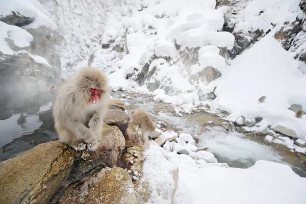 Japanese Macaque Red Face Sitting Shore Steam Fog Hokkaido Japan — Stock Photo, Image