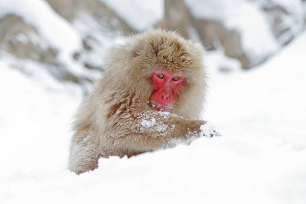 Macaco Japonês Sentado Neve Hokkaido Japão — Fotografia de Stock