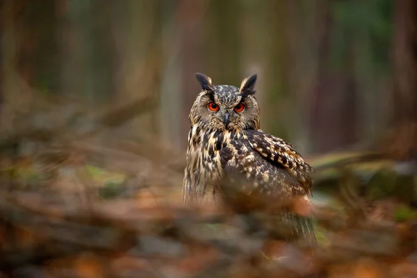 鸟在树林里 猫头鹰在森林栖息地 青苔石 欧亚鹰猫头鹰机智大橙色的眼睛 秋天的石头中的鸟 — 图库照片