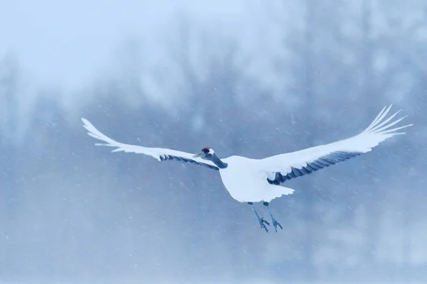 Crane Winter Scene Snowflakes Wildlife Scene Snowy Nature Cold Day — Stock Photo, Image