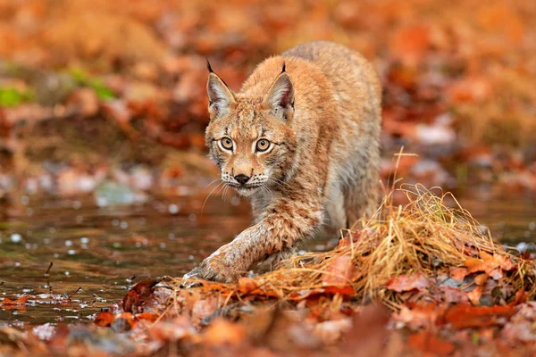 オレンジ色の葉の中を水で歩くリンクス 自然の生息地に隠された野生動物 ドイツ ドイツ 森林からの野生生物のシーン 森の秋の植生のリンクス 美しいウィッド猫 — ストック写真