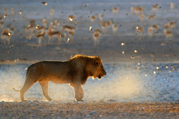 León Caminando Retrato León Africano Panthera Leo Etocha Namibia África — Foto de Stock