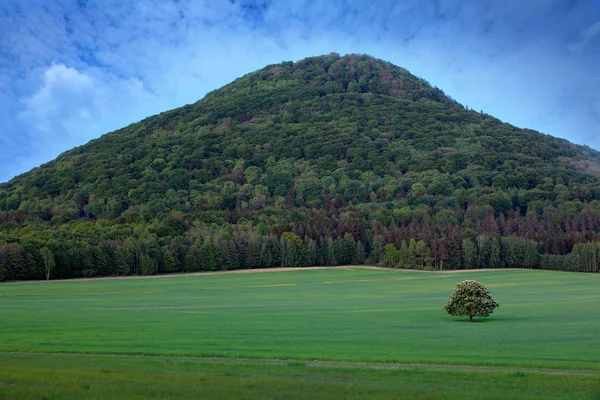 Yalnız kestane ağacı, beyaz çiçeklerle, çayırda, arka planda koyu orman. Çek doğasından manzara.