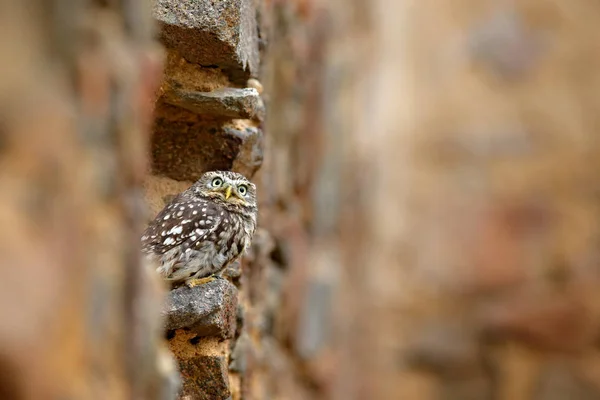 Little Owl Landing Big Stone Wall Bulgaria — Stock Photo, Image