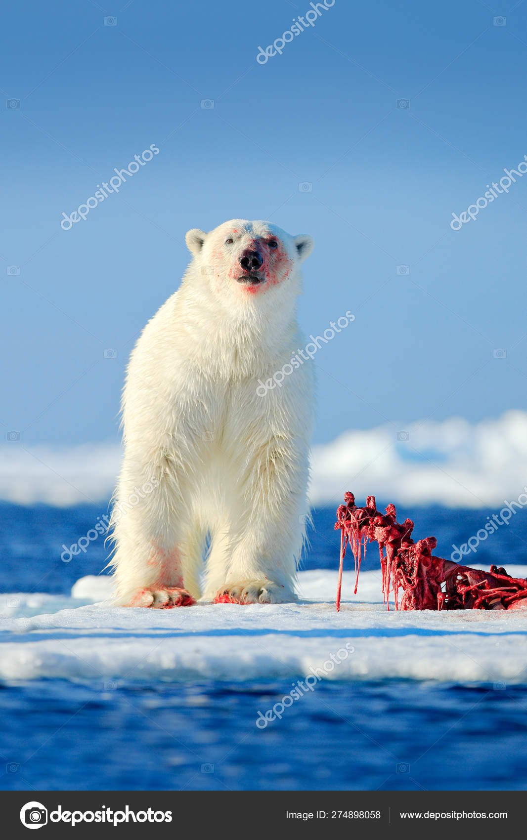 Polar Bear Bloody