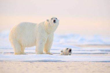 Kar, Alaska, Arktik yaban hayatı ile sürüklenen buz üzerinde oynayan iki ayı