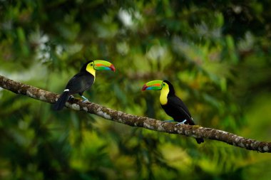 Ormandaki dalda oturan Toucan'lar, yeşil bitki örtüsü, Kosta Rika. Orta Amerika'da doğa seyahati. İki Keel gagalı Toucan, Ramphastos sülfüratus, büyük gagalı kuşlar çifti. Yaban hayatı.