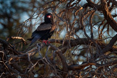 Bateleur Kartalı, Terathopius ecaudatus, doğa habitatında yırtıcı kahverengi ve siyah kuş, dalda oturan, Kgalagadi, Botsvana, Afrika. Doğadan vahşi yaşam sahnesi. Güzel akşam karanlık ışık.