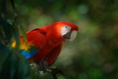 Güzel kırmızı papağan Scarlet Macaw doğa habitat, Amazon, Brezilya ağaç dalı üzerinde oturan. Tropikal ormandan vahşi yaşam sahnesi 