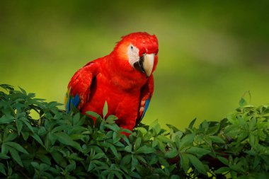 Güzel kırmızı papağan Scarlet Macaw doğa habitat, Amazon, Brezilya ağaç dalı üzerinde oturan. Tropikal ormandan vahşi yaşam sahnesi 