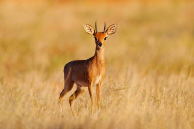 Steenbok, Raphicerus kampı, gün batımı akşam ışığı, çimenli doğa habitatı, Kgalagadi, Botswana. Doğadan vahşi yaşam sahnesi. Çayırda bir hayvan. Vahşi Afrika 'da geyik.