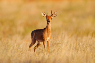Steenbok, Raphicerus campestris, sunset evening light, grassy nature habitat, Kgalagadi, Botswana. Wildlife scene from nature. Animal on the meadow. Deer in the wild Africa. clipart