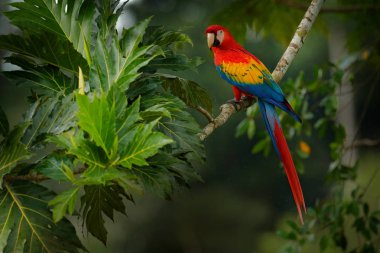 Güzel kırmızı papağan Scarlet Macaw güneşli bir günde doğa habitat ağaçlar arasında şube üzerinde oturan, Kosta rika. Tropikal ormandan vahşi yaşam sahnesi 