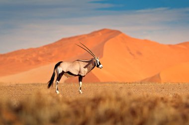 Orange Sand Dune akşam günbatımı ile Gemsbok. Gemsbuck, Oryx Gazella, doğa Habitat, Sossusvlei, Namibya büyük antilop. Savunda vahşi bir hayvan. Büyük düz boynuz boynuzları ile hayvan.