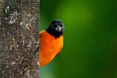 Baltimore Oriole, ıcterus Galbula, yeşil yosun dalı üzerinde oturuyor. Doğa habitatına tropik kuş tanager. Kosta Rika 'da yaban hayatı. Koyu yeşil ormanda turuncu siyah dağ kuşu, açık arka plan.