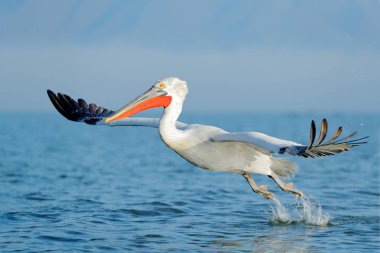 Dalmatian pelican with opened wings landing to blue water of lake Kerkini, Greece. wildlife scene from European nature clipart