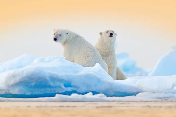 Osos Polares Peligrosos Sentados Borde Del Hielo Deriva Con Nieve —  Fotos de Stock