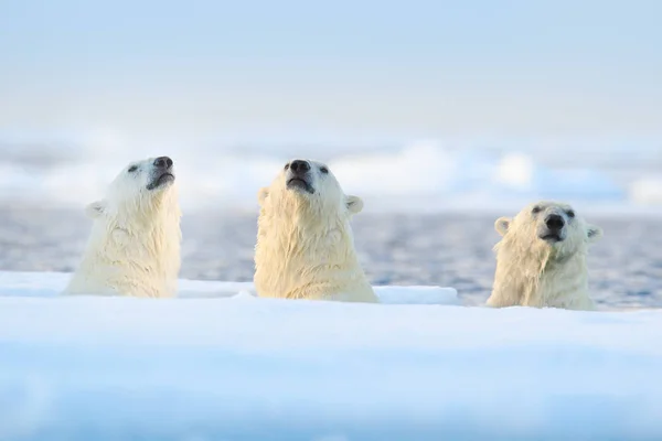 Niedźwiedzie Polarne Pływające Wodzie Wśród Drifting Ices Śniegiem Spitsbergen Norwegia — Zdjęcie stockowe