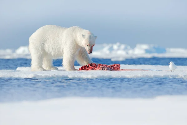 White Polar Bear Eating Killed Seal Drift Ice Snow Manitoba — Photo