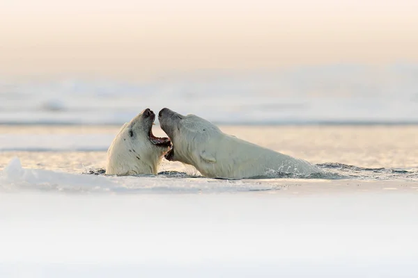 Två Isbjörnar Spelar Medan Striderna Vatten Spitsbergen Norge Arktiska Djurlivet — Stockfoto