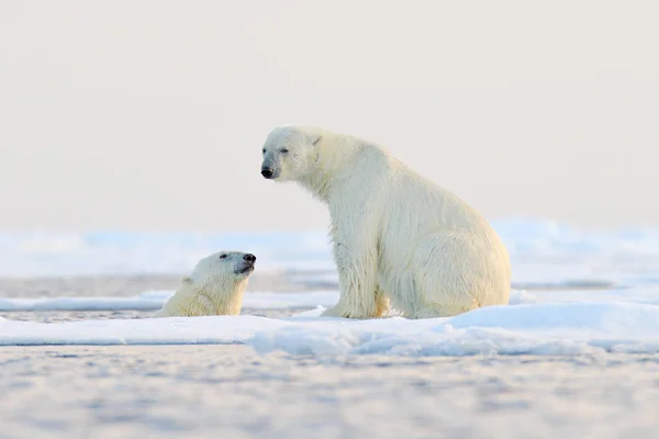 Dwa Niedźwiedzie Bawią Się Drifting Lód Śniegiem Alaska Arktyczna Dzika — Zdjęcie stockowe