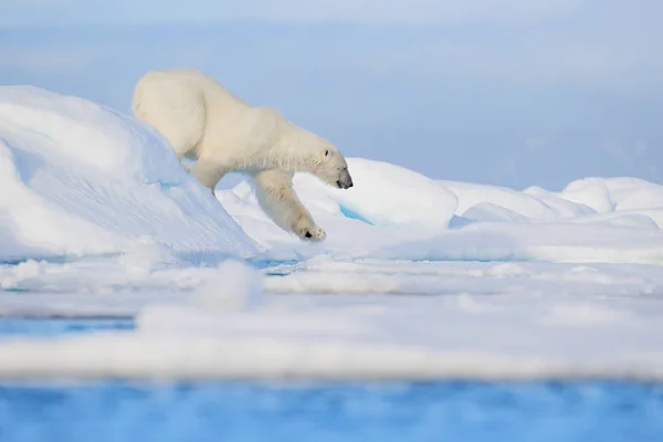 ノルウェー海 自然の生息地 スピッツベルゲン ヨーロッパの雪と流氷エッジ上の白いホッキョクグマ — ストック写真