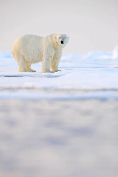 ノルウェー海 自然の生息地 スピッツベルゲン ヨーロッパの雪と流氷エッジ上の白いホッキョクグマ — ストック写真