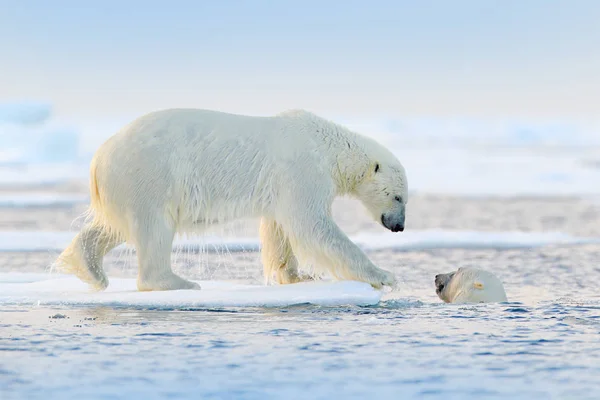 Twee Beren Spelen Drifting Ijs Met Sneeuw Alaska Arctische Fauna — Stockfoto