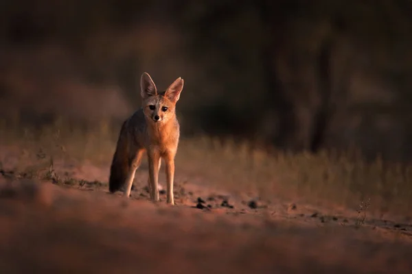 Cape Fox Portrait Kgalagadi Botswana Wild Dog Africa Rare Wild — Stock Photo, Image