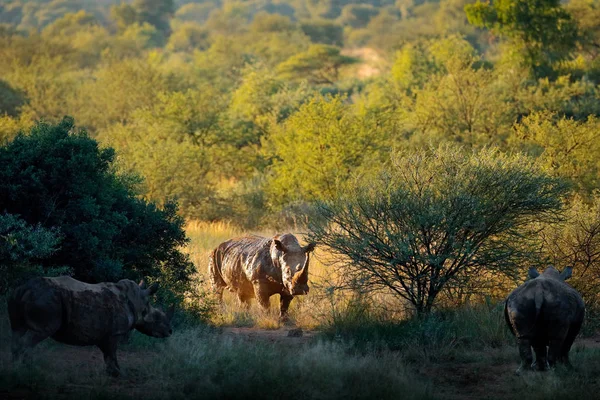 Rhinos Hábitat Forestal Rinoceronte Blanco Ceratotherium Simum Con Cuernos Hábitat — Foto de Stock